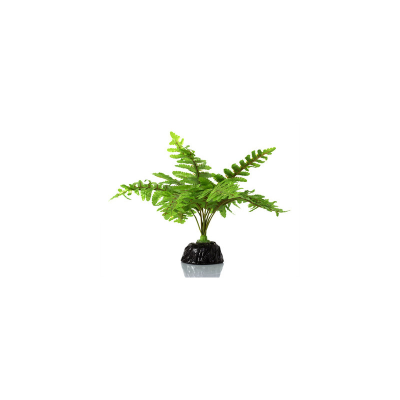 BOSTON FERN REPTIZOO--- BOSTON FERN REPTIZOO---