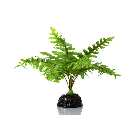 BOSTON FERN REPTIZOO---