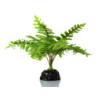 BOSTON FERN REPTIZOO---