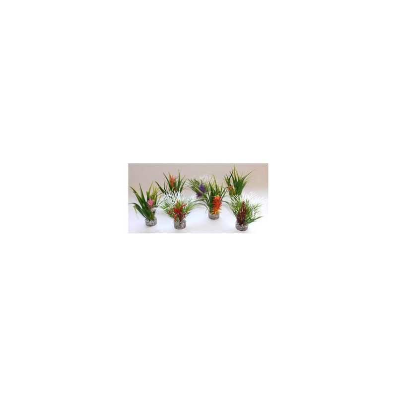 PLANTE H:10cm SCALARE