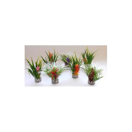PLANTE H:10cm SCALARE