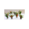PLANTE H:10cm SCALARE