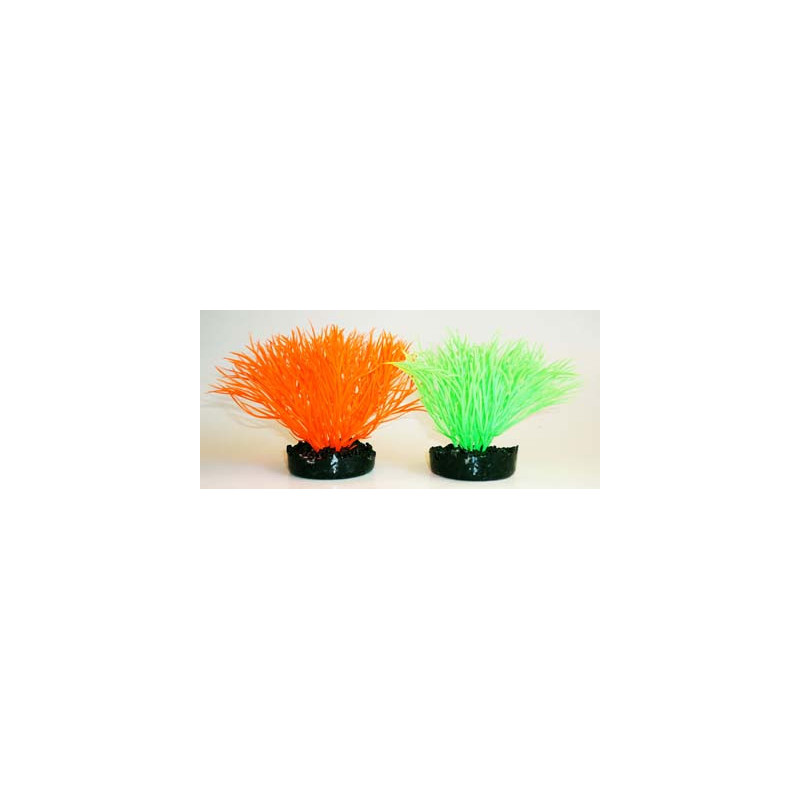 SUNNY PLANT H:11cm SCALARE