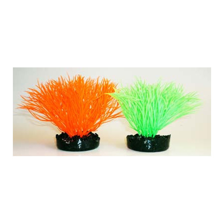 SUNNY PLANT H:11cm SCALARE