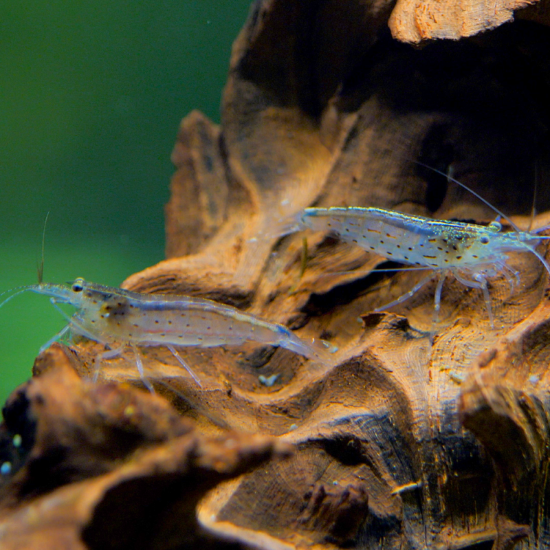 Crevette Japonica / Amano – Caridina multidentata Crevette Japonica / Amano – Caridina multidentata
