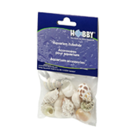 *COQUILLES SEA SHELLS SET M (10pc) HOBBY (sur commande)