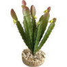 TERRA CACTUS FLEUR 17cm SCALARE