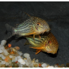 Corydoras sterbai 3 cm