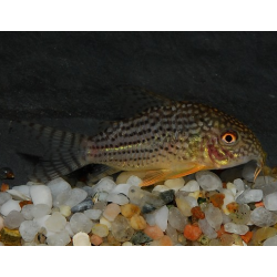 Corydoras sterbai 4-4,5 cm