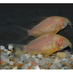 Corydoras sterbai albinos 3 cm