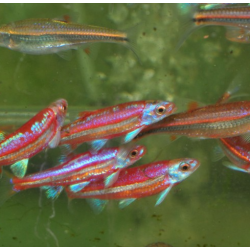Notropis chrosomus (Vairon arc-en-ciel) 4-4,5 cm