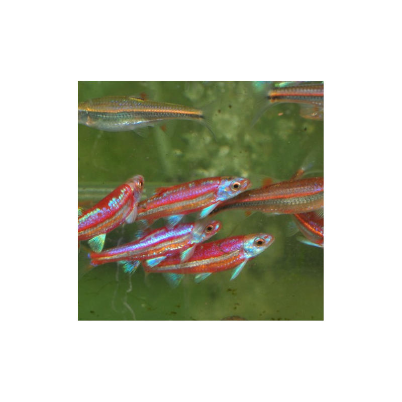 Notropis chrosomus (Vairon arc-en-ciel) 4-4,5 cm Notropis chrosomus (Vairon arc-en-ciel) 4-4,5 cm