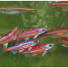 Notropis chrosomus (Vairon arc-en-ciel) 3,5 cm
