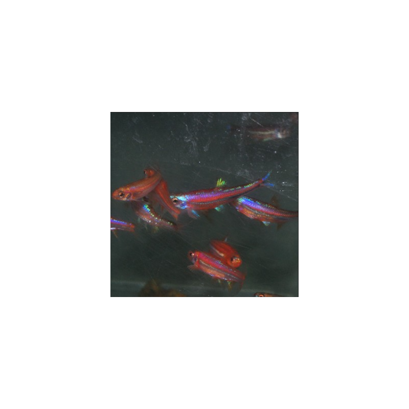 Notropis chrosomus (Vairon arc-en-ciel) 3,5 cm