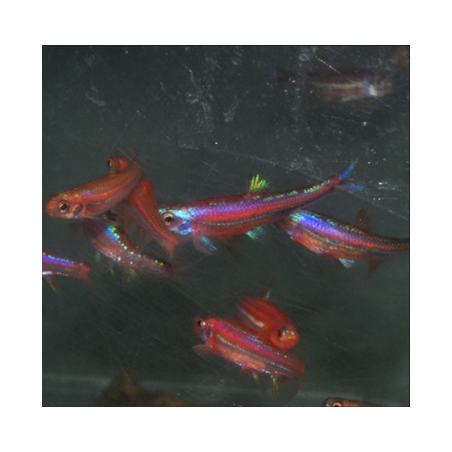 Notropis chrosomus (Vairon arc-en-ciel) 3,5 cm