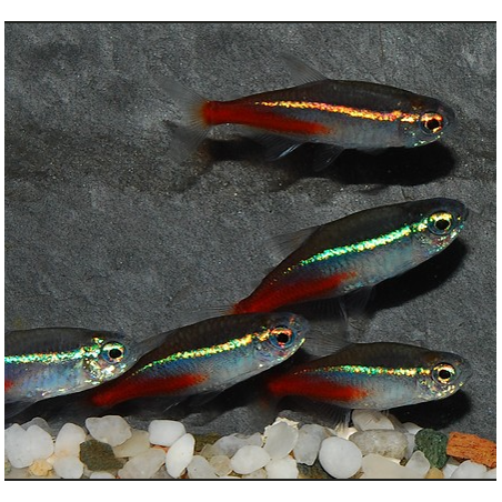 Néon bleu - Paracheirodon innesi (Néon innesi) 1,5 cm