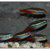 Néon bleu - Paracheirodon innesi (Néon innesi) 1,5 cm