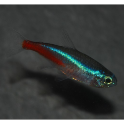 Néon bleu - Paracheirodon innesi (Néon innesi) 1,5 cm