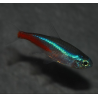 Néon bleu - Paracheirodon innesi (Néon innesi) 1,5 cm