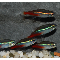 Paracheirodon innesi (Néon innesi) 2,5 cm