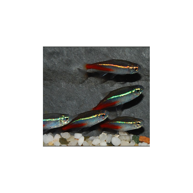 Paracheirodon innesi (Néon innesi) 3 cm