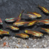 Paracheirodon innesi (Néon innesi) doré yeux noirs 2,5 cm