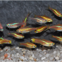 Paracheirodon innesi (Néon innesi) doré yeux bleus 2,5 cm