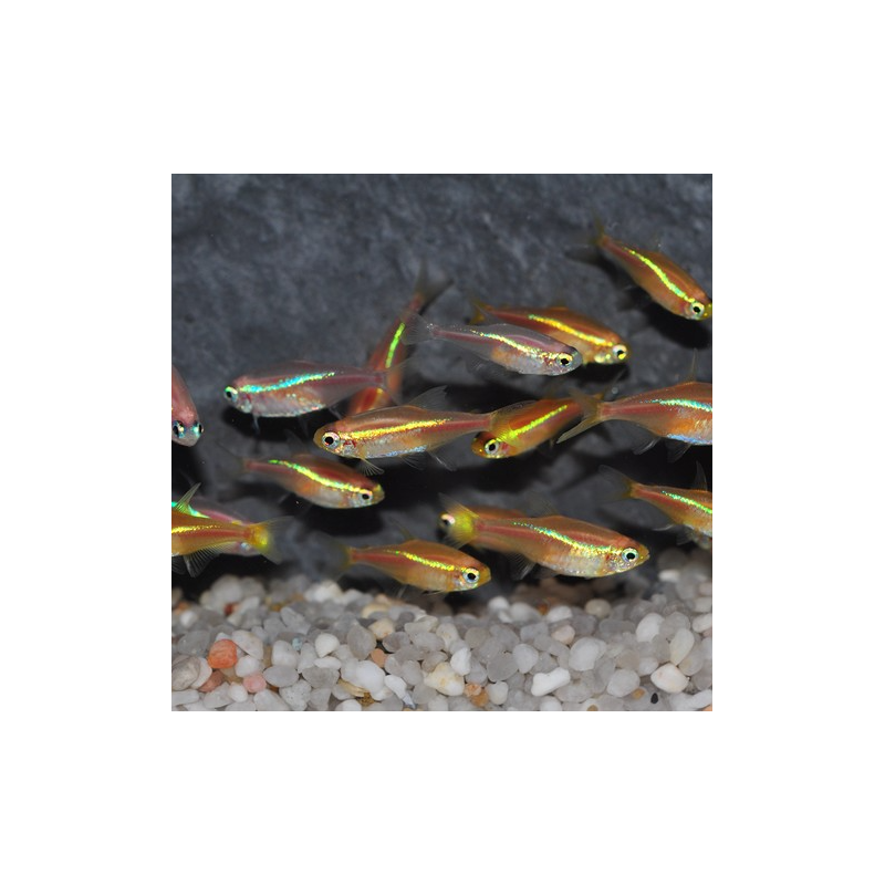 Paracheirodon innesi (Néon innesi) doré yeux bleus 2,5 cm