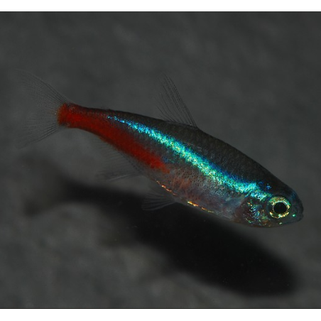 Paracheirodon innesi (Néon innesi) "Show" 3,5 cm