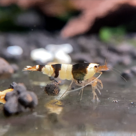Crevette Black Crystal – Caridina cf. cantonensis noire et blanche