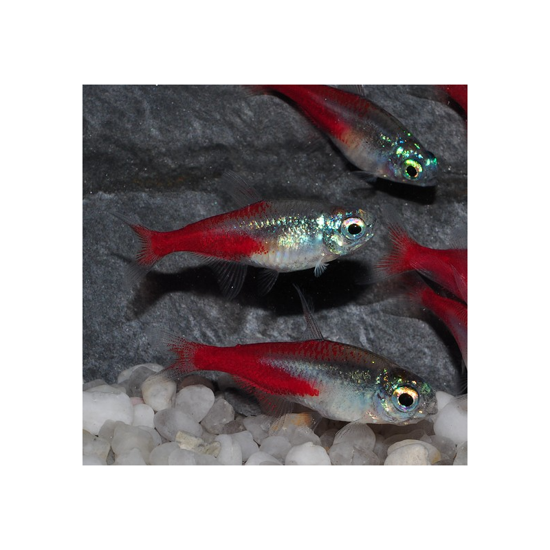 Paracheirodon innesi (Néon innesi) diamant 2,5 cm