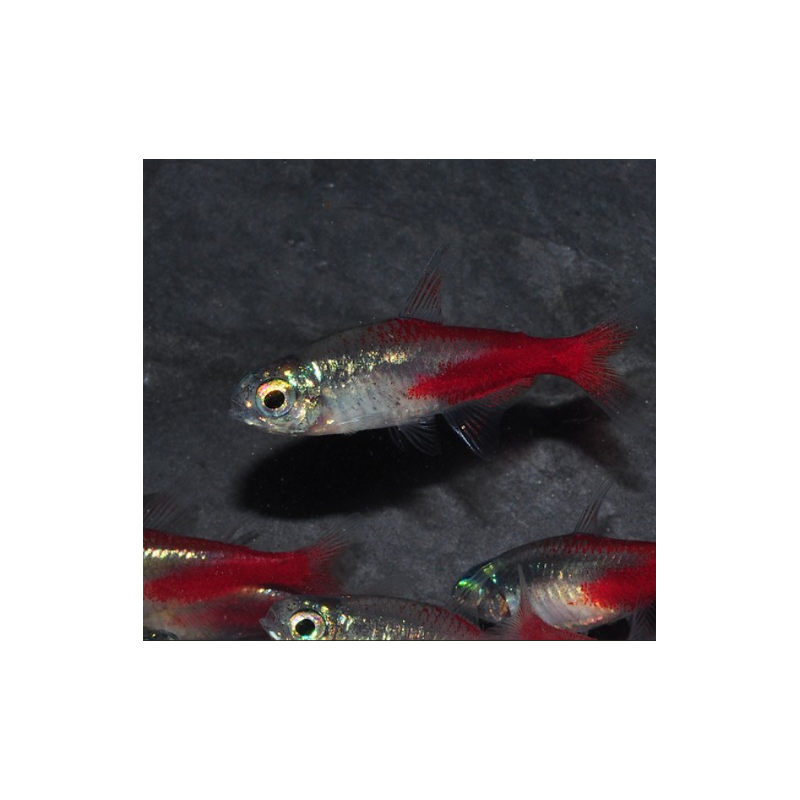 Paracheirodon innesi (Néon innesi) diamant 2 cm