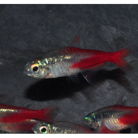 Paracheirodon innesi (Néon innesi) diamant 2 cm