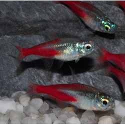 Paracheirodon innesi (Néon innesi) diamant 2 cm