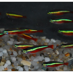 Paracheirodon axelrodi (Cheirodon axelrodi) (Cardinalis) 2 cm