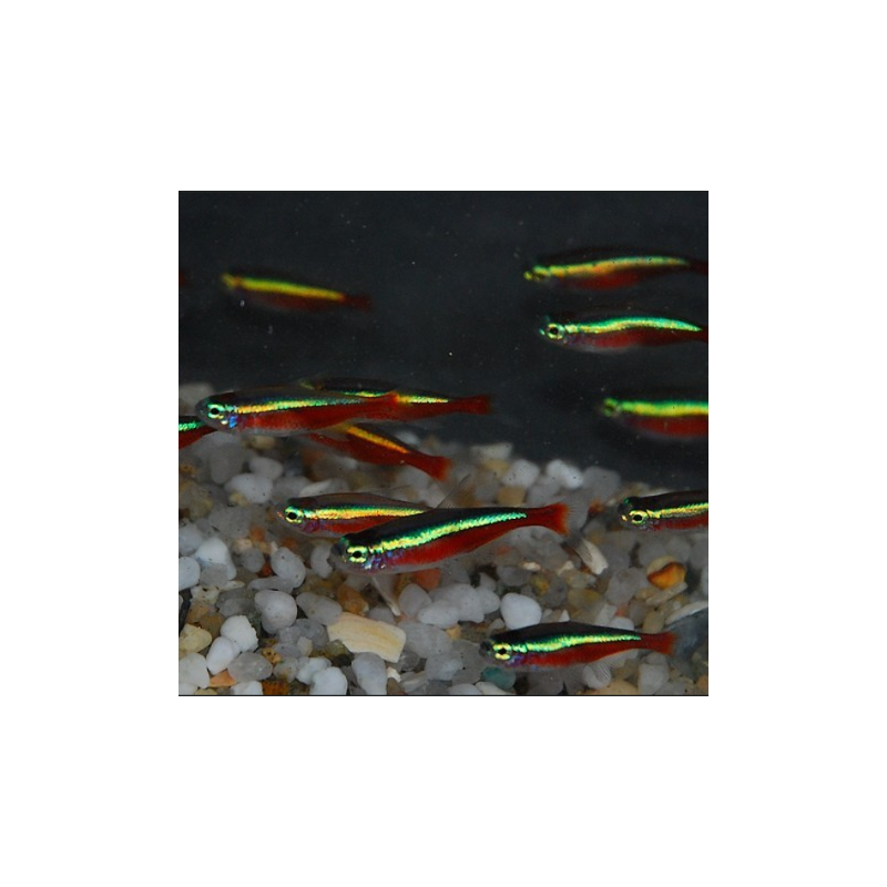 Paracheirodon axelrodi (Cheirodon axelrodi) (Cardinalis) 2 cm