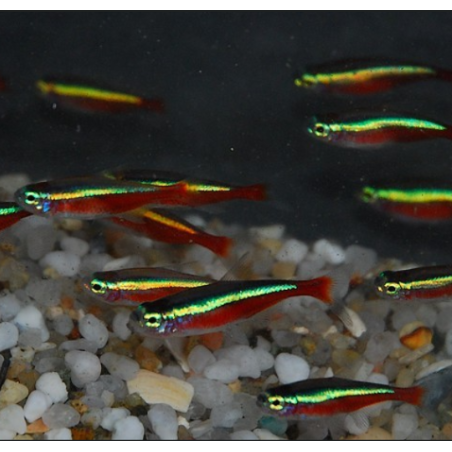 Paracheirodon axelrodi (Cheirodon axelrodi) (Cardinalis) 2 cm