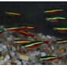 Paracheirodon axelrodi (Cheirodon axelrodi) (Cardinalis) 2 cm