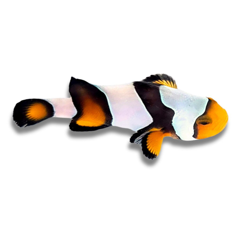 Amphiprion ocellaris Mocha Casque - Poisson Clown de Sélection 3 cm Amphiprion ocellaris Mocha Casque - Poisson Clown de Sélection 3 cm