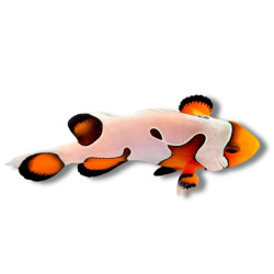 Amphiprion ocellaris Gladiator Extrême - Poisson Clown de Sélection...