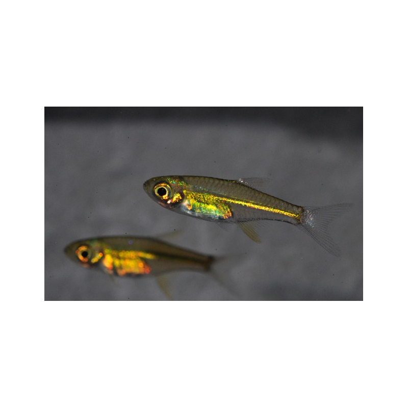 Rasbora kubotai (Rasbora vert) 2 cm