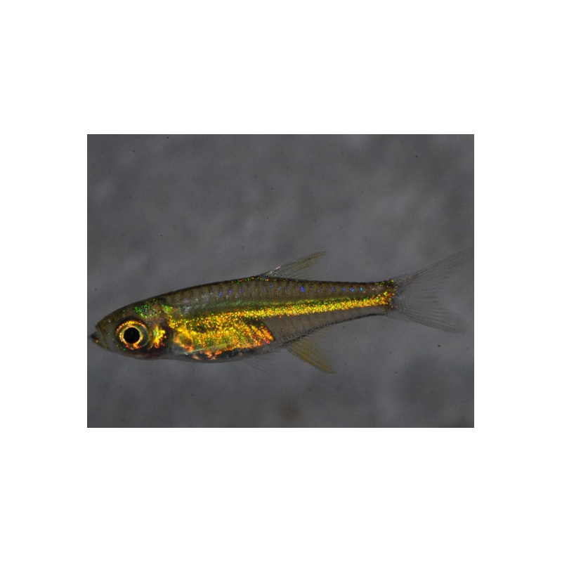 Rasbora kubotai (Rasbora vert) 1,5 cm