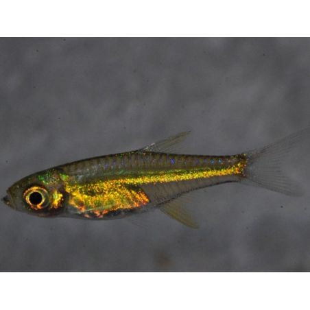 Rasbora kubotai (Rasbora vert) 1,5 cm