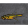 Rasbora kubotai (Rasbora vert) 1,5 cm