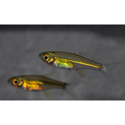 Rasbora kubotai (Rasbora vert) 1,5 cm