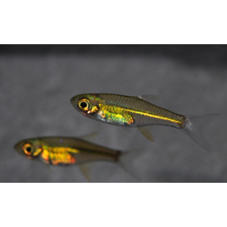 Rasbora kubotai (Rasbora vert) 1 cm