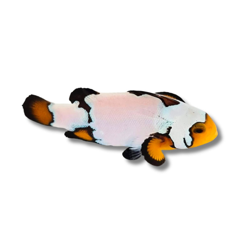 Amphiprion ocellaris Black Ice Extrême - Poisson Clown de Sélection...