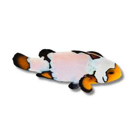 Amphiprion ocellaris Black Ice Extrême - Poisson Clown de Sélection...