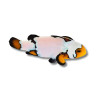 Amphiprion ocellaris Black Ice Extrême - Poisson Clown de Sélection...