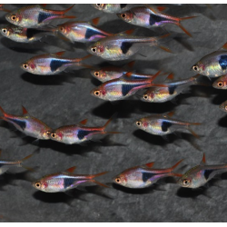 Rasbora heteromorpha (Rasbora arlequin) 2 cm